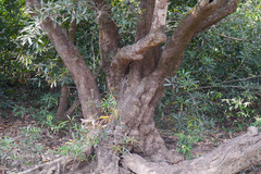 Syzygium salicifolium